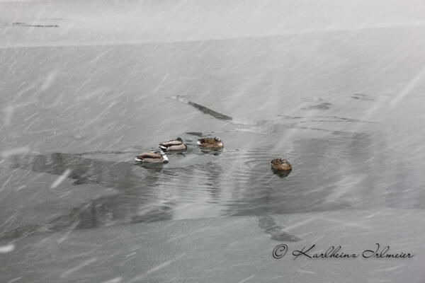 Ducks, Plitvice Nationalpark