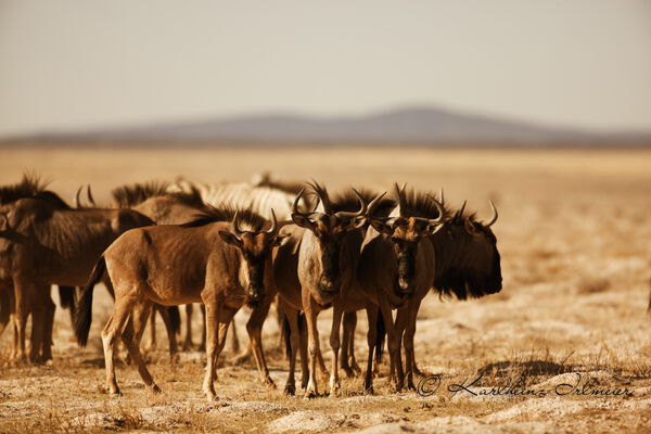 Wildebeest, Connochaetes, Etosha national park