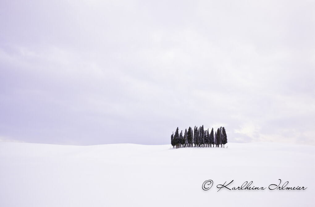 Group of cypresses (Cupressus) near San Quirico, snowy landscape, Tuscany