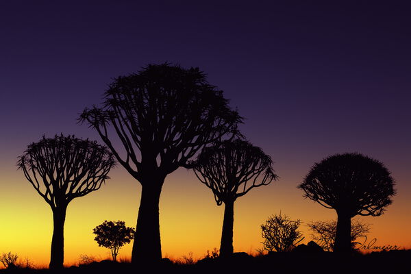 Quiver Trees at Sunset, Keetmanshoop, Namibia