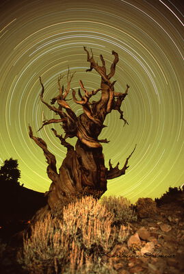 Bristlecone Pine Tree,  Bristlecone Pine Forest, USA