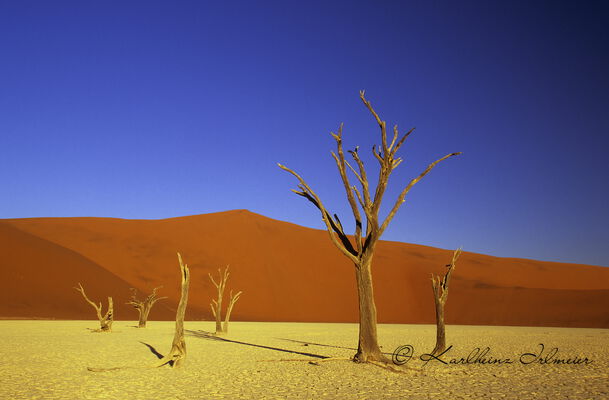 Death Vlei, Sossusvlei, Namibia