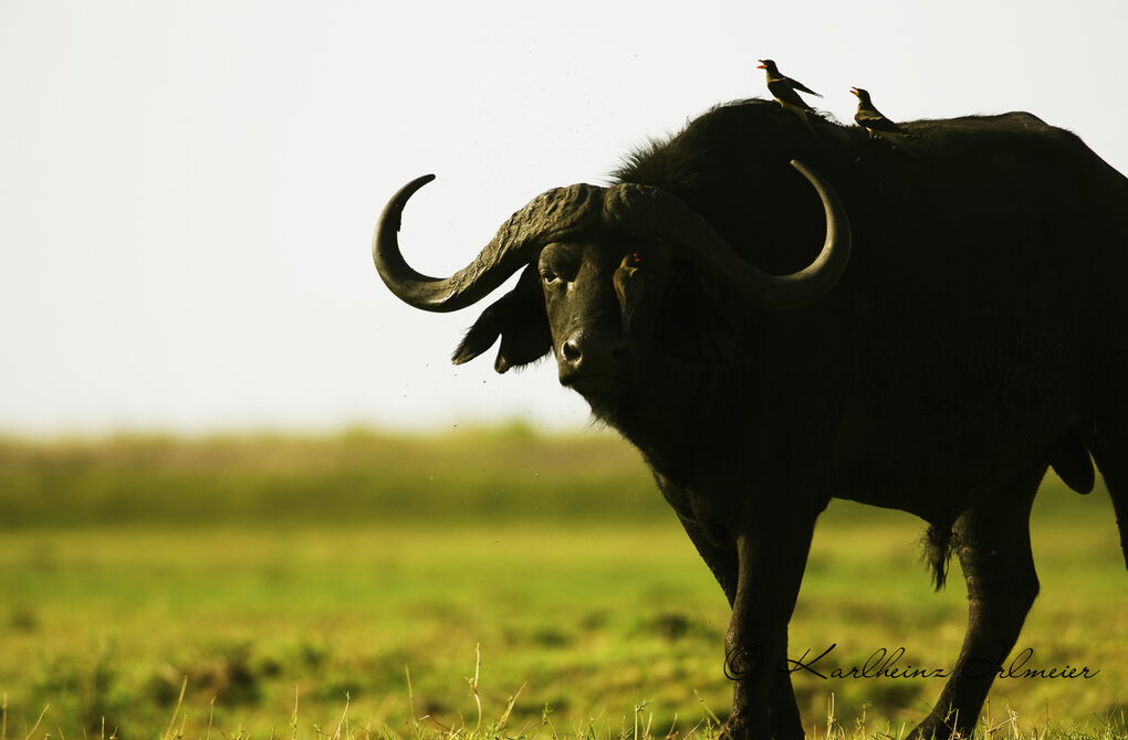 African buffalo, Syncerus caffer, Okavango, Namibia