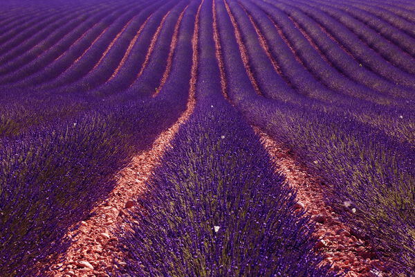 Lavender field,, Plateau de Valensole, Provence