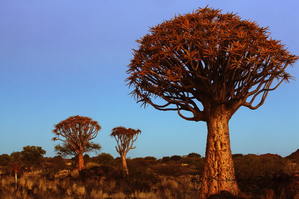 Quiver tree, Keetmanshoop