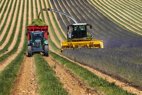 Lavender harvest, Plateau de Valensole, Provence