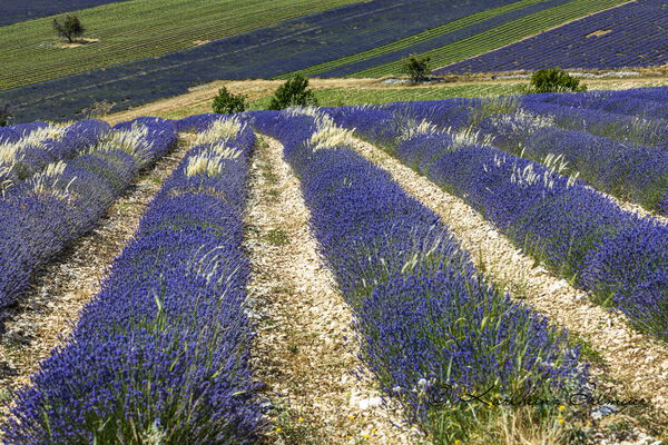 Lavender field near Ferrassiere, Provence