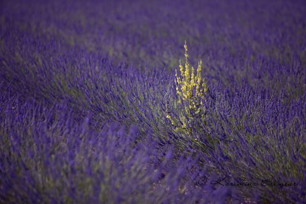 Lavender, Plateau de Valensole, Provence