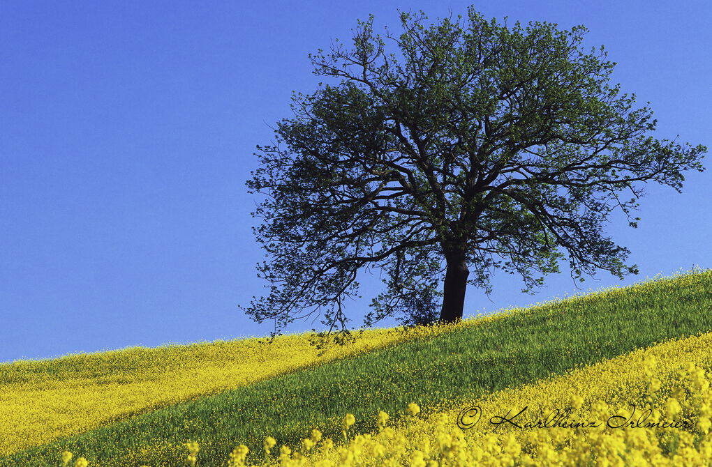 Solitary tree in a canola field, Tuscany