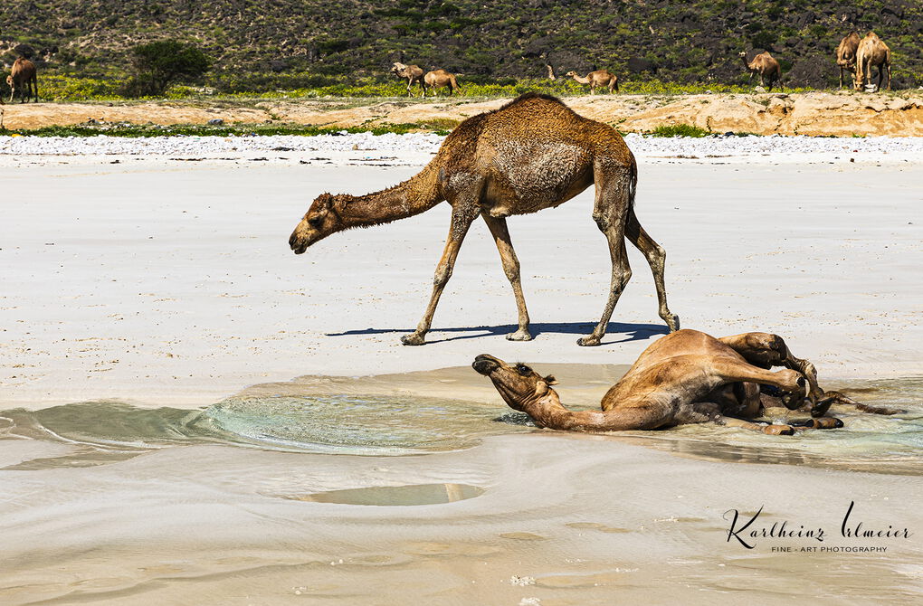 Al Hauta beach, camels