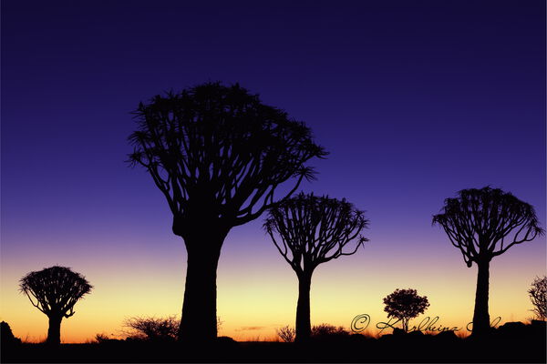 Quiver tree, blue hour, Keetmanshoop