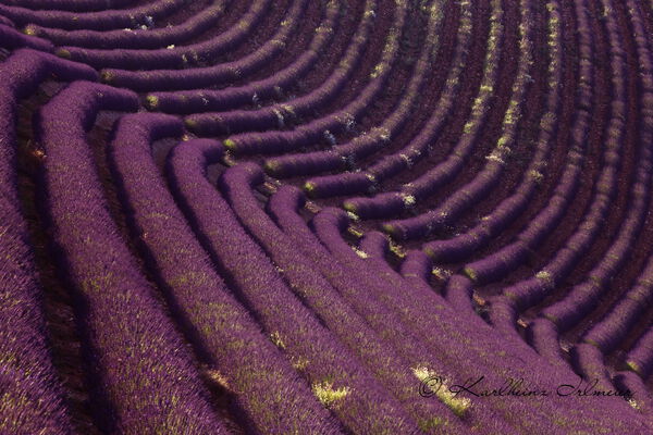 Lavender field, Plateau de Valensole, Provence