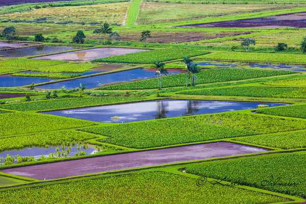 Taro fields in Hanalei Valley, Kauai, Hawaii