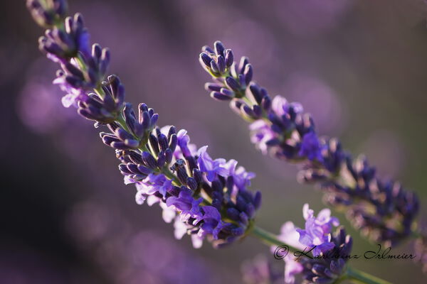 Lavender, Plateau de Valensole, Provence