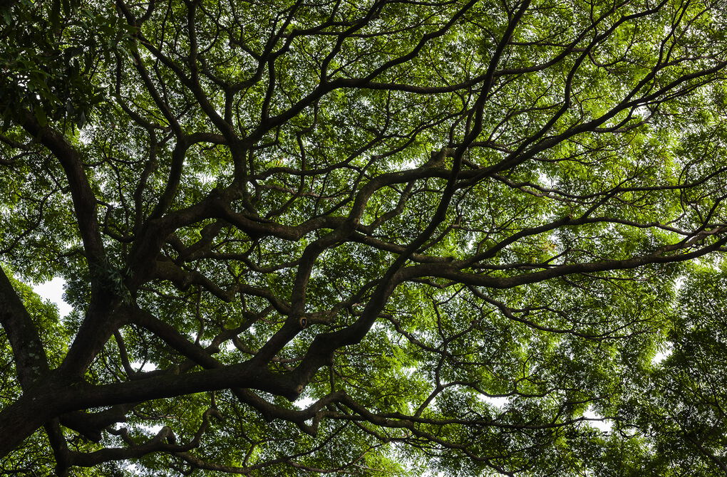 Treetops, Tropical Botanical Garden, Onomea Bay, Big Island, Hawaii