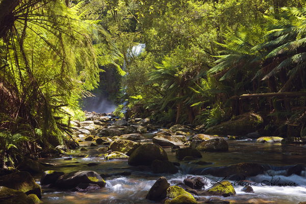 Otway national park