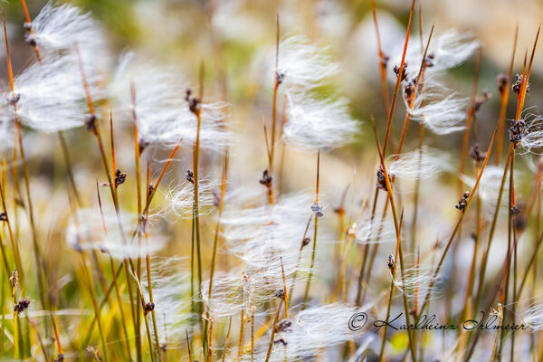 Cotton grass, genus eriophorum, Scoresby Sund