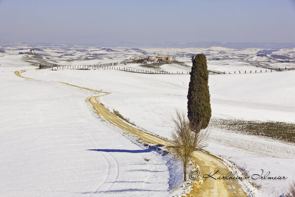 Cypress tree near Ville di Corsano, snowy landscape, Tuscany