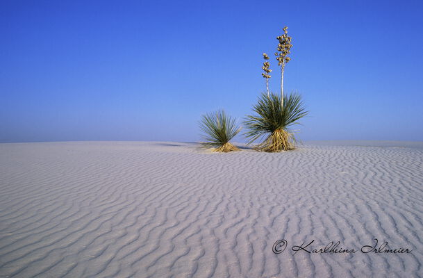 Yucca Palm, White Sands National Monument, USA