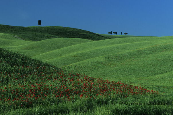 Tuscany, San Quirico, Italy