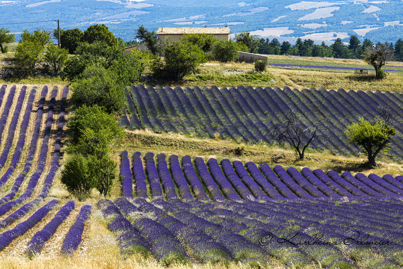 Provence