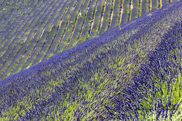 Lavender field near Ferrassiere, Provence