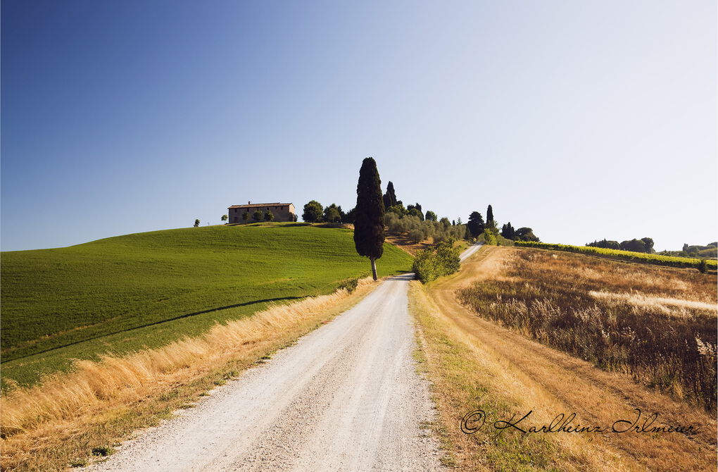 Cypress tree near Ville di Corsano, Tuscany