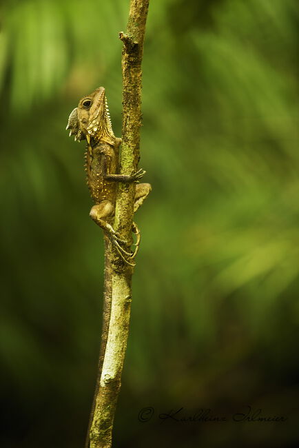 Agame, Daintree national park