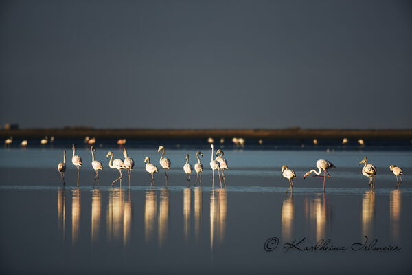 Flamingo, Phoenicopteridae, Walvis Bay