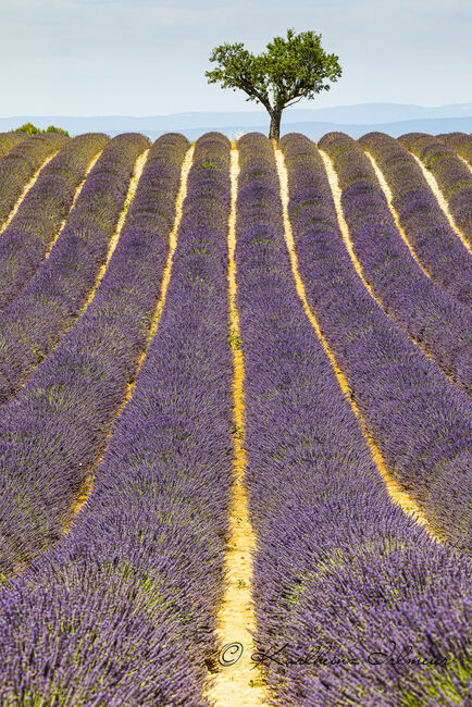 Solitary tree and lavender field, Plateau de Valensole