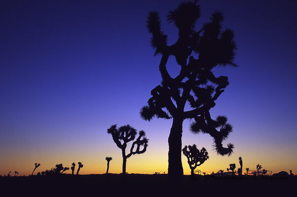 Joshua Trees at Sunset, Joshua Tree Nationalpark, USA