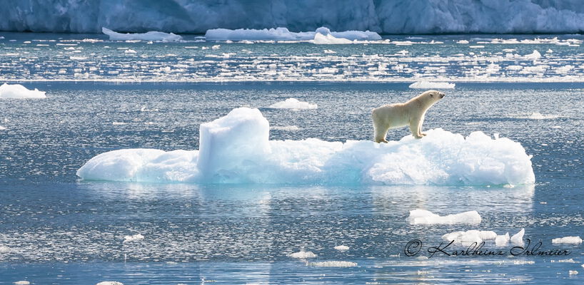 Polar Bear, Iceberg, Scoresby Sund