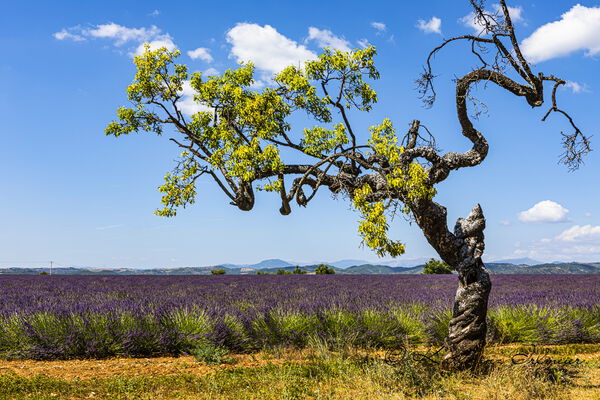 Solitary tree and lavender field, Plateau de Valensole