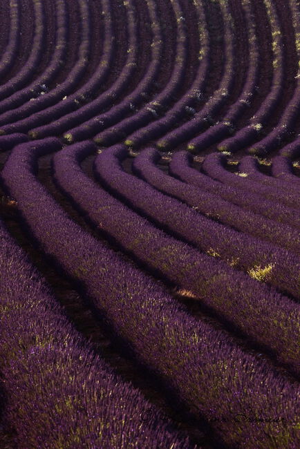 Lavender field, Plateau de Valensole, Provence