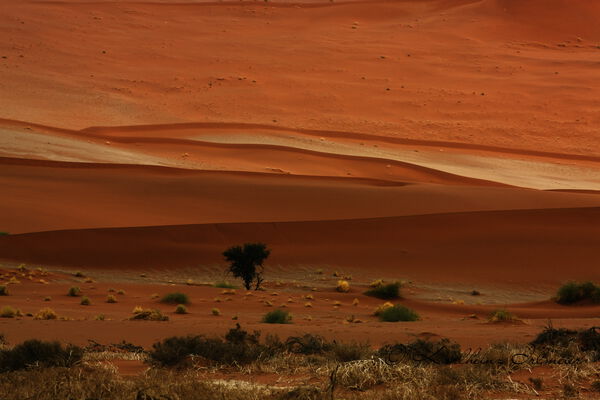 Sand dune, Sossusvlei, Namib Desert