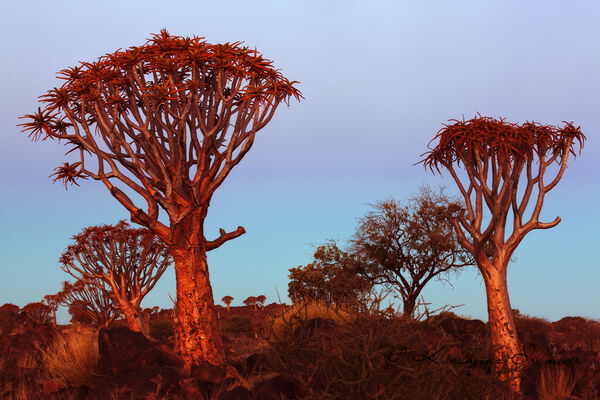 Quiver tree, Keetmanshoop