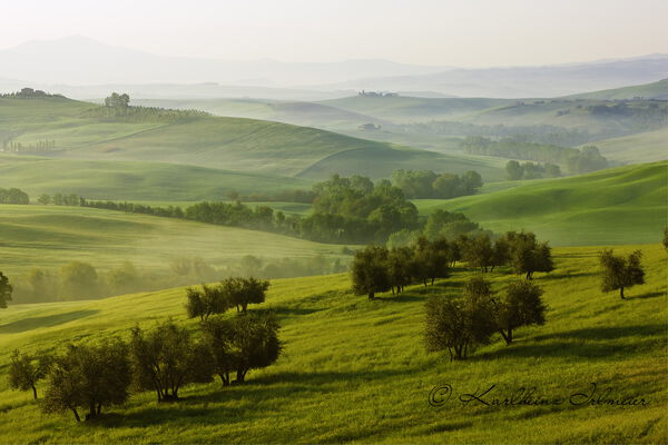 Olive trees in hilly green landscape, Tuscany