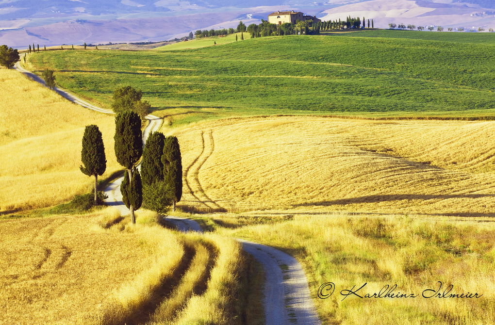 Cypress trees (Cupressus) and fields near Terrapille, Pienza, Val d'Orcia, Tuscany