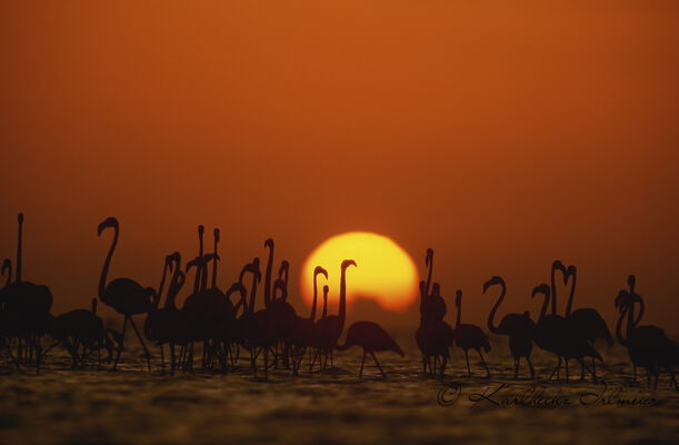 Flamingos at Sunrise, Rio Lagartos, Mexico