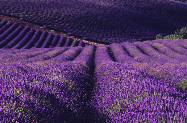 Lavender Field, Provence, France