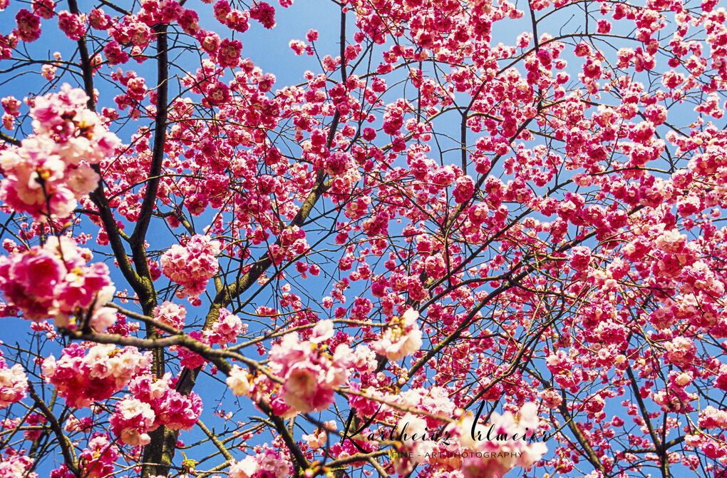 Shilin Stone Forest, cherry blossoms