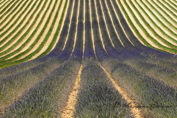 Lavender field during harvest