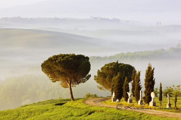 Pine tree in morning mist, Tuscany, San Quirico