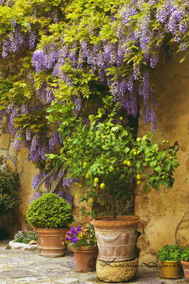 Chinese Wisteria  (Wisteria sinensis) on a house wall, Abbadia Sicille, Trequanda, Tuscany