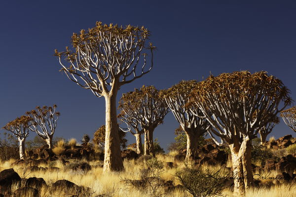 Quiver tree, Keetmanshoop