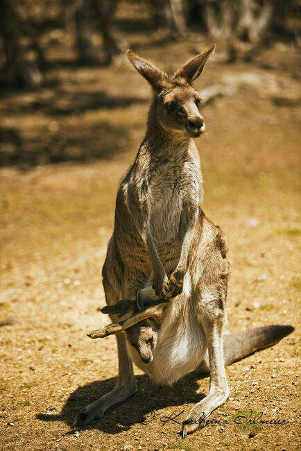 Kangaroo, Macropodidae