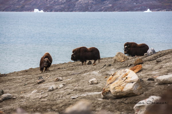 Musk ox, Ovibos moschatus, Scoresby Sund