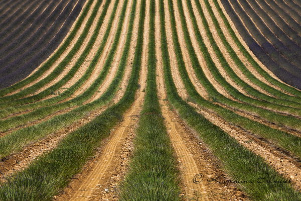 Lavender field during harvest