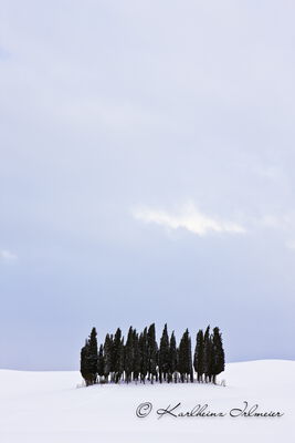 Group of cypresses (Cupressus) near San Quirico, snowy landscape, Tuscany