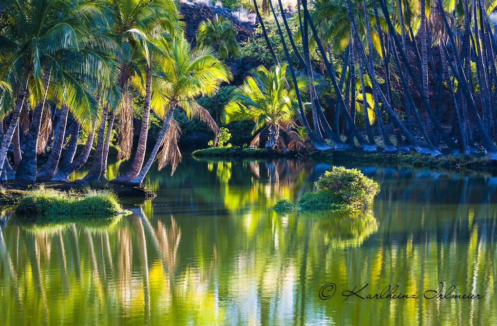 Palmtrees at Hopeaia fish pond, Mauna Lani, Kohala Coast, Big Island, Hawaii